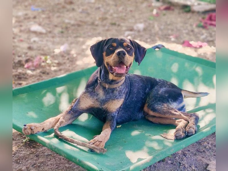 SHARIF-freundlicher, sozialer,zärtlicher, liebevoller Bub sucht sein liebevolles Für-immer Zuhause