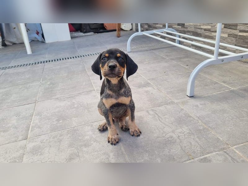 SHARIF-freundlicher, sozialer,zärtlicher, liebevoller Bub sucht sein liebevolles Für-immer Zuhause