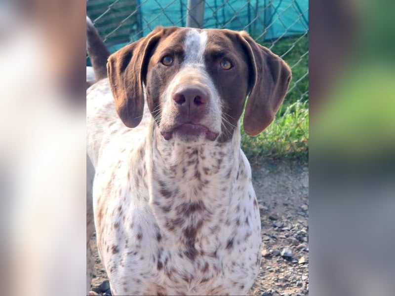 KIARA- freundlich, unbekümmert, aufgeschlossen, da sie schon einemal eine Familie hatte