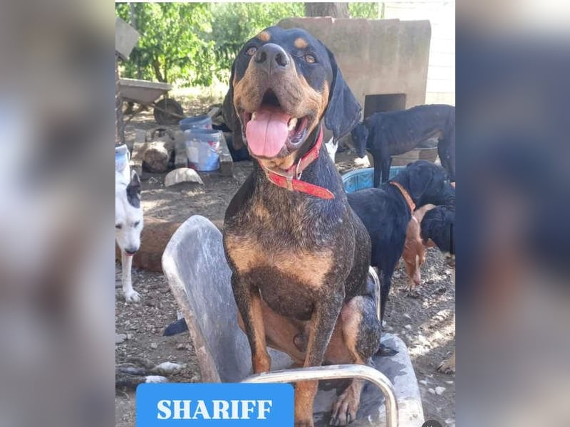 SHARIF-freundlicher, sozialer,zärtlicher, liebevoller Bub sucht sein liebevolles Für-immer Zuhause