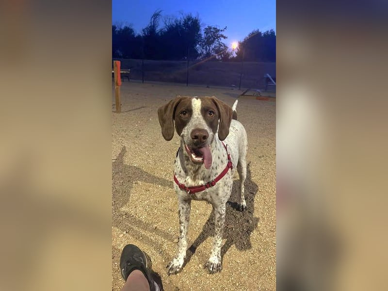 KIARA- freundlich, unbekümmert, aufgeschlossen, da sie schon einemal eine Familie hatte