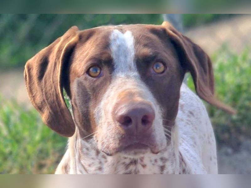 KIARA- freundlich, unbekümmert, aufgeschlossen, da sie schon einemal eine Familie hatte