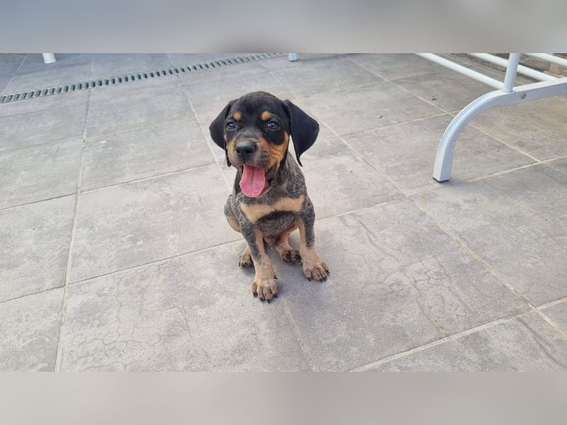 SHARIF-freundlicher, sozialer,zärtlicher, liebevoller Bub sucht sein liebevolles Für-immer Zuhause