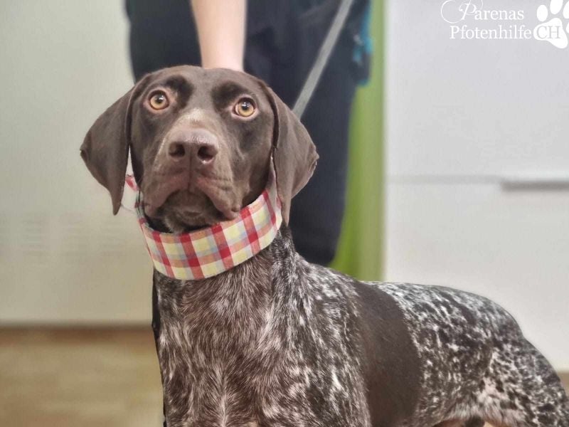 Yakin ist ausgesprochen freundlich ,ausgeglichen und verschmust