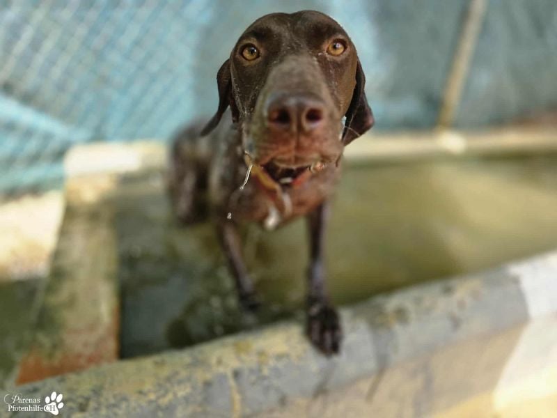 Yakin ist ausgesprochen freundlich ,ausgeglichen und verschmust