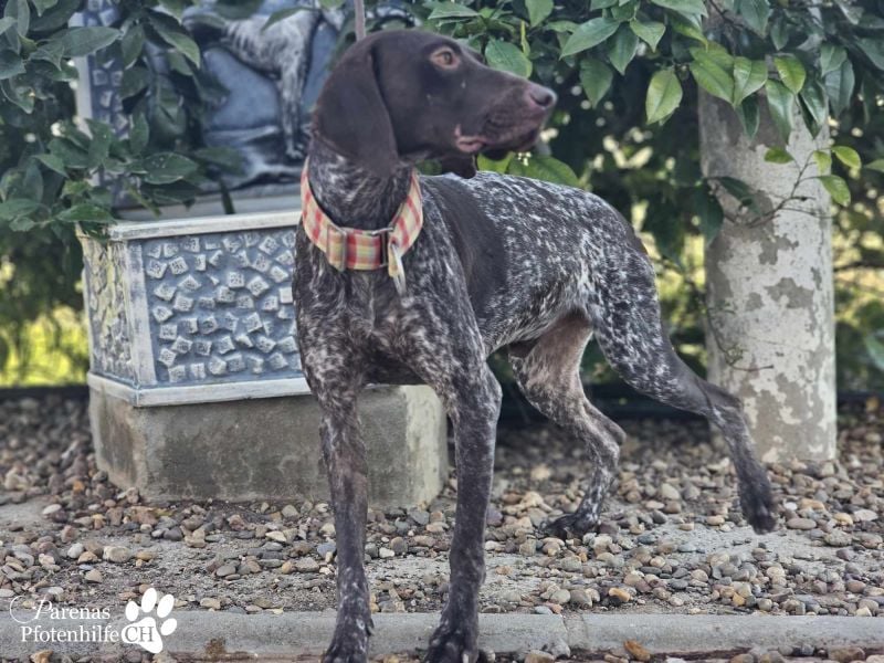 Yakin ist ausgesprochen freundlich ,ausgeglichen und verschmust