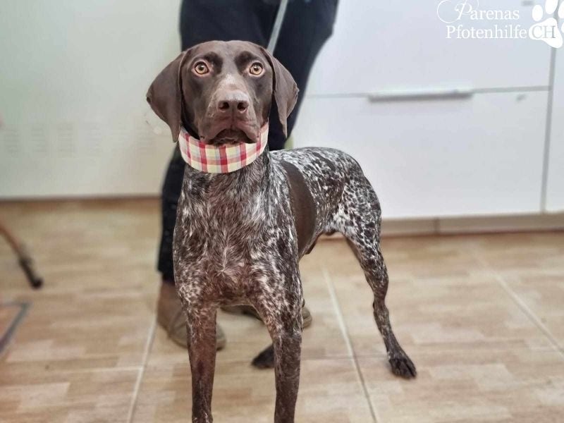 Yakin ist ausgesprochen freundlich ,ausgeglichen und verschmust