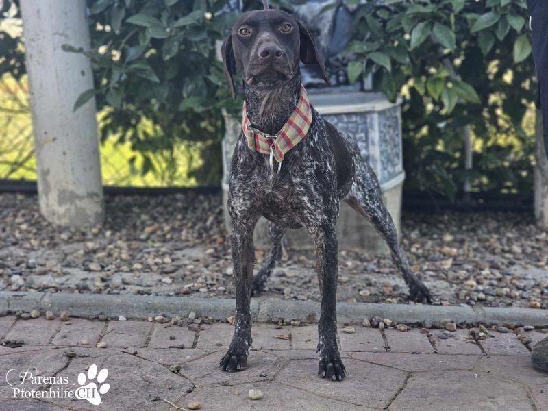 Yakin ist ausgesprochen freundlich ,ausgeglichen und verschmust