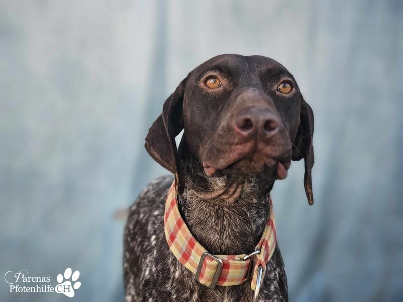Yakin ist ausgesprochen freundlich ,ausgeglichen und verschmust
