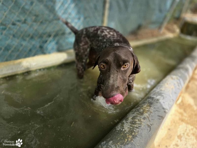 Yakin ist ausgesprochen freundlich ,ausgeglichen und verschmust