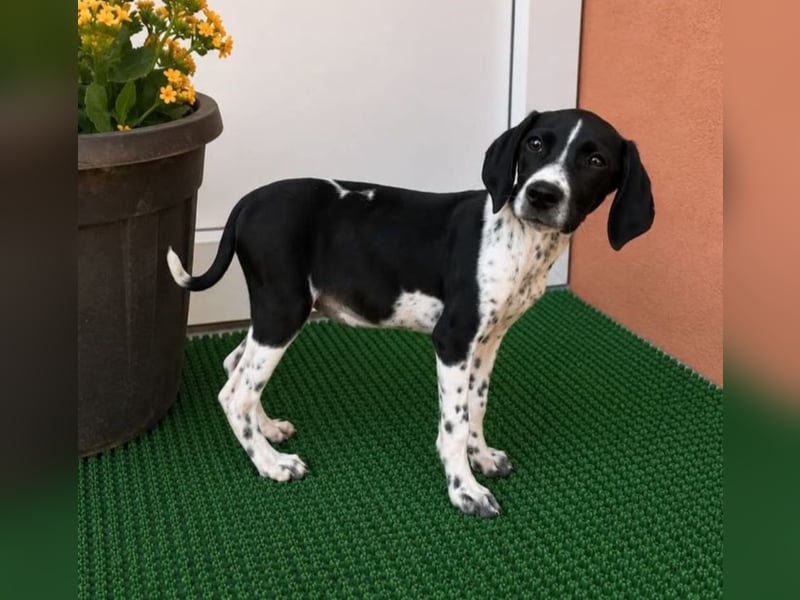 Meyla - mit dem treuen Blick!
