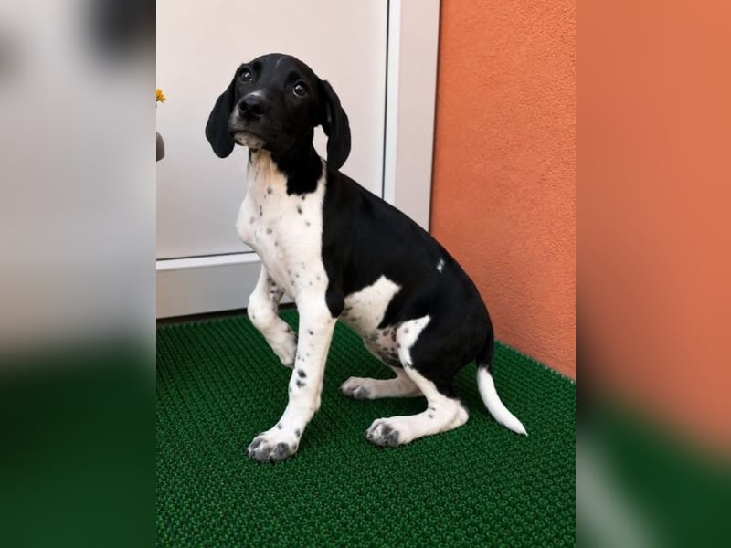 Melcome - Schlappohren zum verlieben!