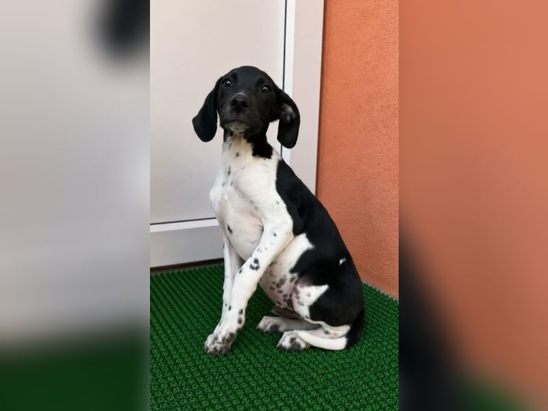Melcome - Schlappohren zum verlieben!