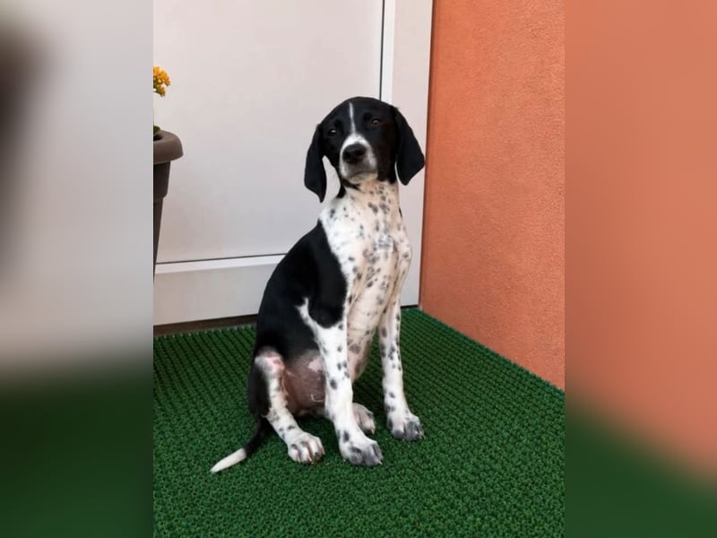 Meyla - mit dem treuen Blick!