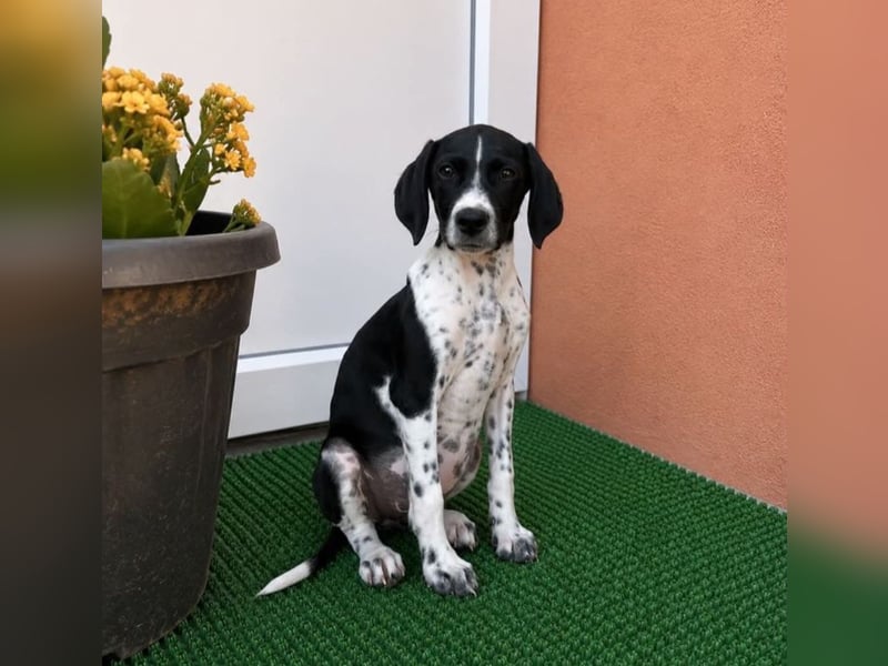Meyla - mit dem treuen Blick!