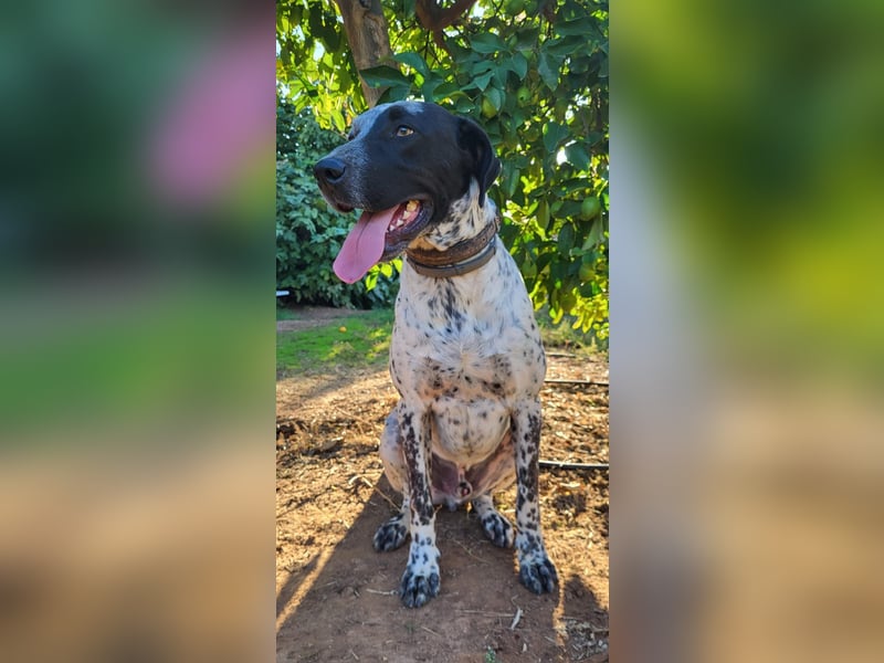 Capitan, clever und menschenbezogen