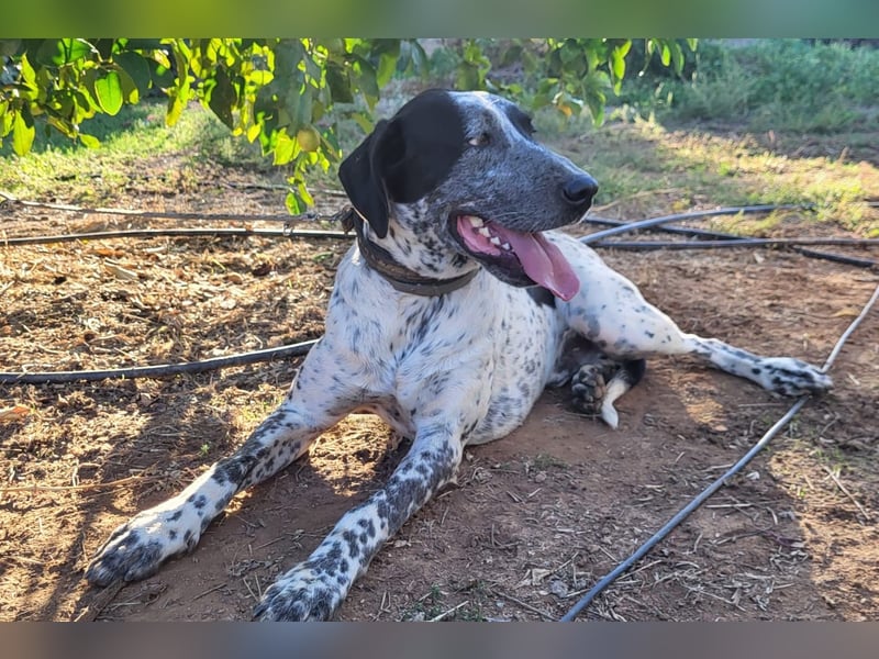 Capitan, clever und menschenbezogen