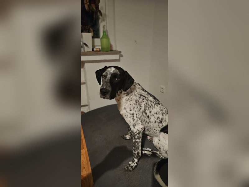 Capitan, clever und menschenbezogen