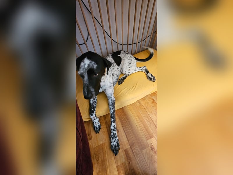 Capitan, clever und menschenbezogen