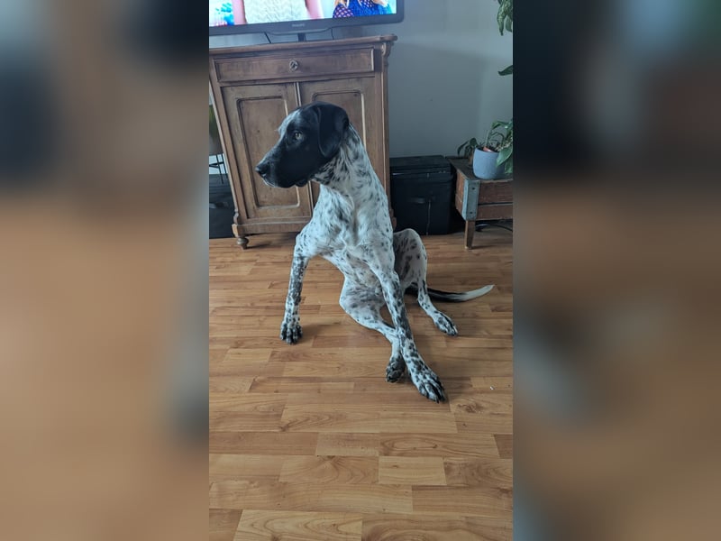 Capitan, clever und menschenbezogen