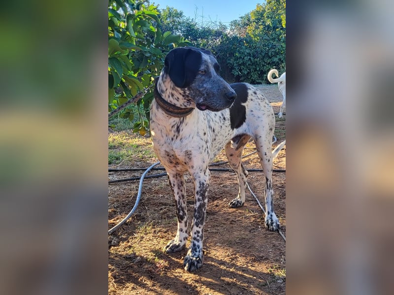 Capitan, clever und menschenbezogen