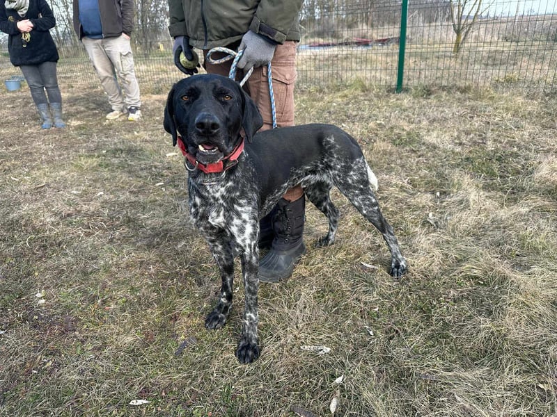 Teofil, geboren 01.10.2023, 63cm sucht neues Zuhause