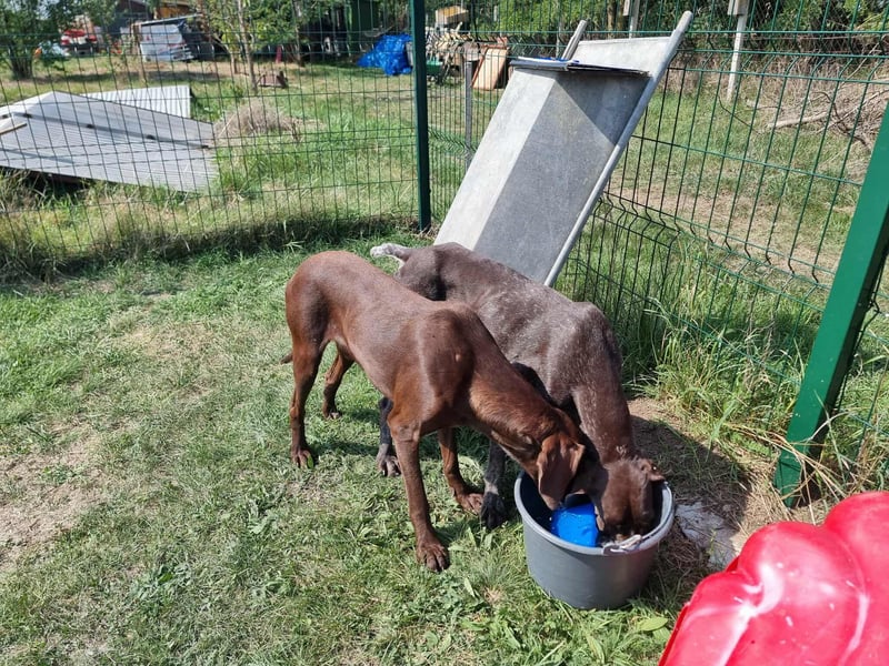 Mendi, geboren 28.06.2022, 60cm sucht liebevolles Zuhause
