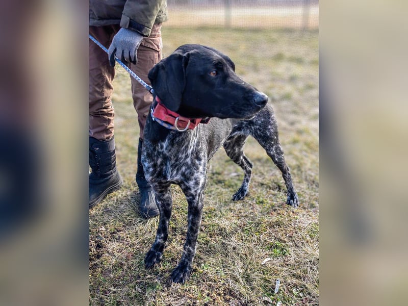 Teofil, geboren 01.10.2023, 63cm sucht neues Zuhause