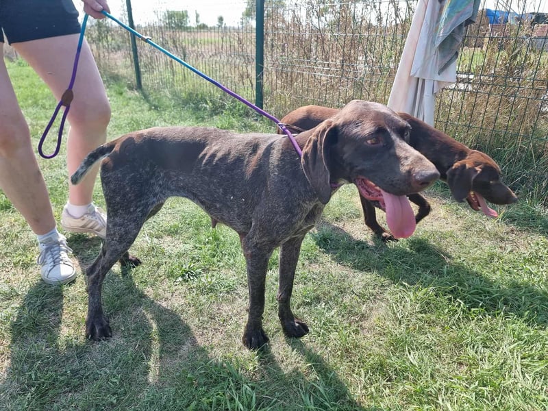 Mendi, geboren 28.06.2022, 60cm sucht liebevolles Zuhause