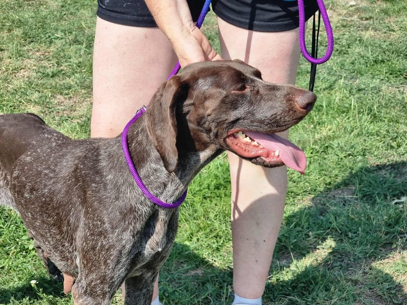 Mendi, geboren 28.06.2022, 60cm sucht liebevolles Zuhause