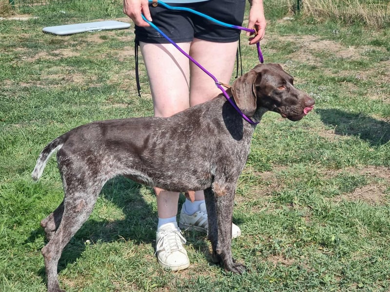 Mendi, geboren 28.06.2022, 60cm sucht liebevolles Zuhause