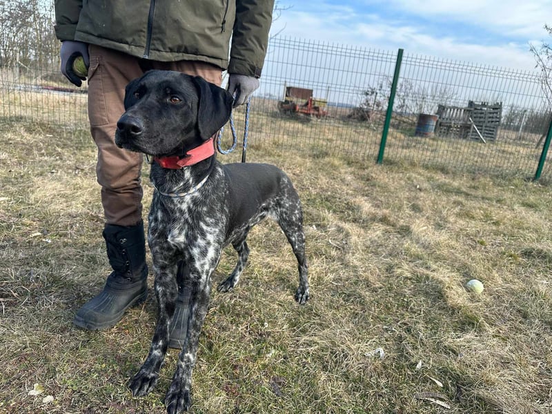 Teofil, geboren 01.10.2023, 63cm sucht neues Zuhause