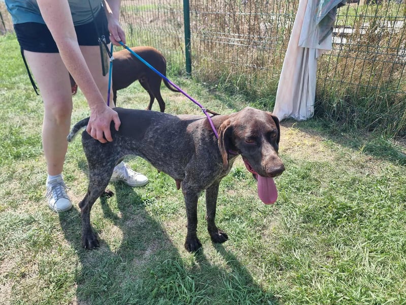 Mendi, geboren 28.06.2022, 60cm sucht liebevolles Zuhause