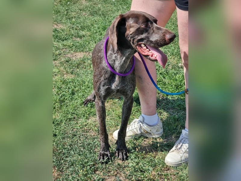 Mendi, geboren 28.06.2022, 60cm sucht liebevolles Zuhause