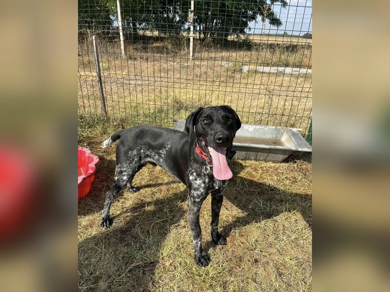 Teofil, geboren 01.10.2023, 63cm sucht neues Zuhause