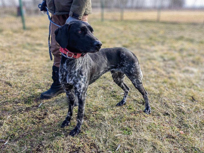 Teofil, geboren 01.10.2023, 63cm sucht neues Zuhause