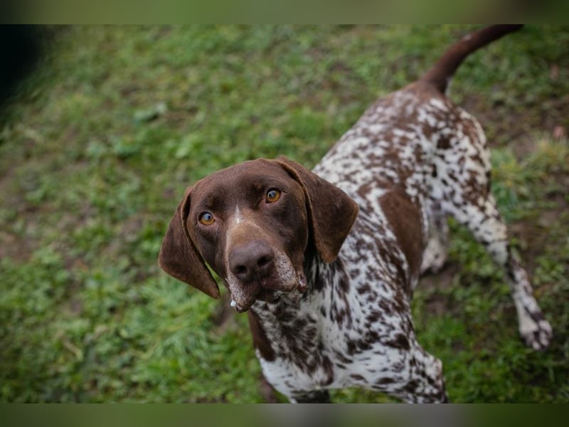 VASKO - der kräftige, freundliche Rüde freut sich auf ein tolles, hundeerfahrenes Zuhause!