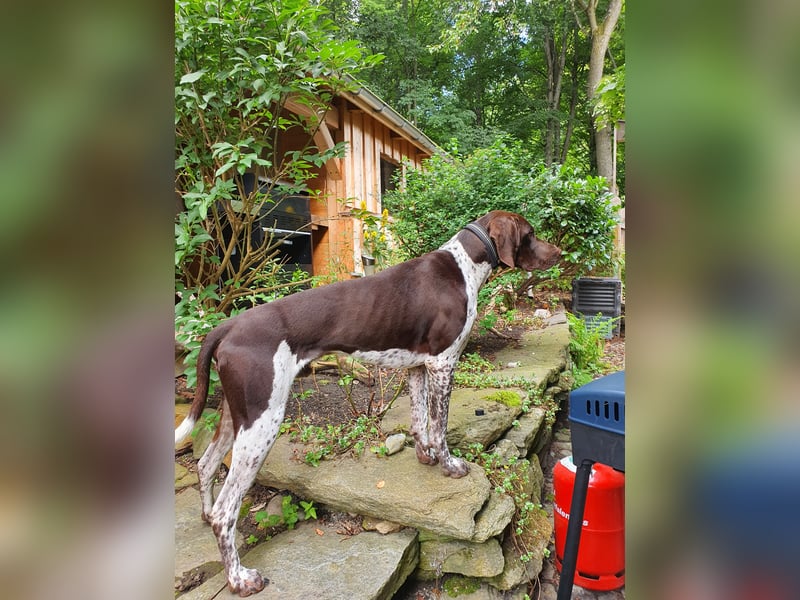 Jagdhund Deutsch Kurzhaar/Münsterländer