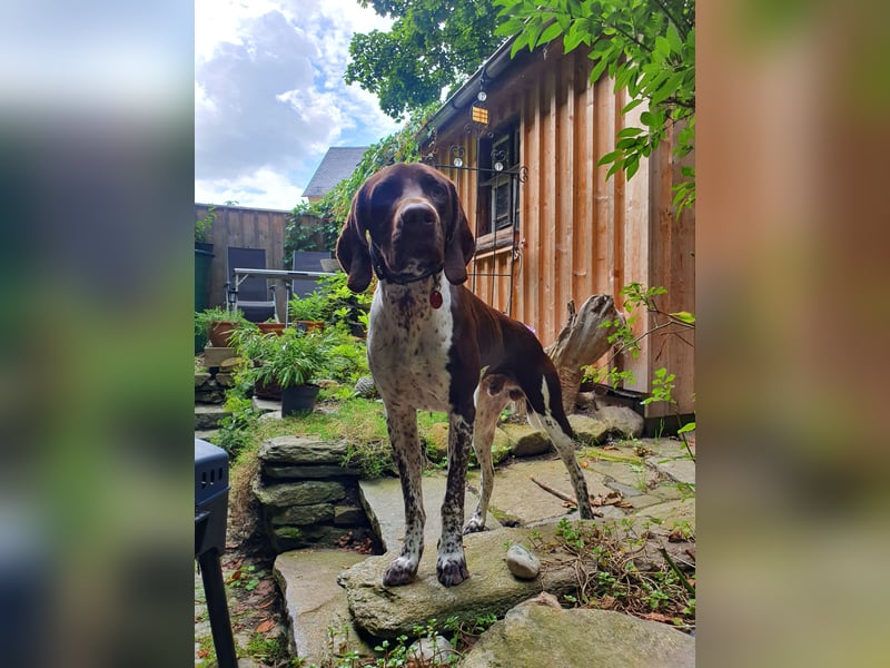 Jagdhund Deutsch Kurzhaar/Münsterländer