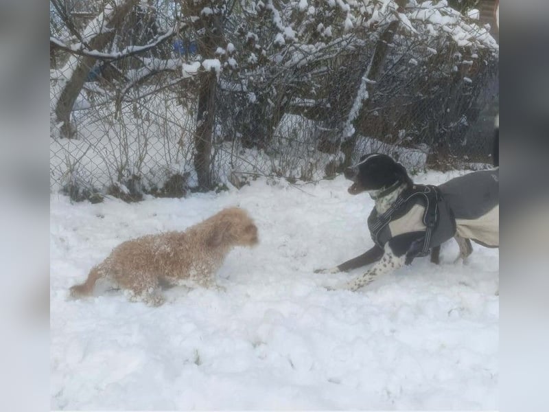 BELLA - intelligentes Mädchen wartet auf ihre Menschen