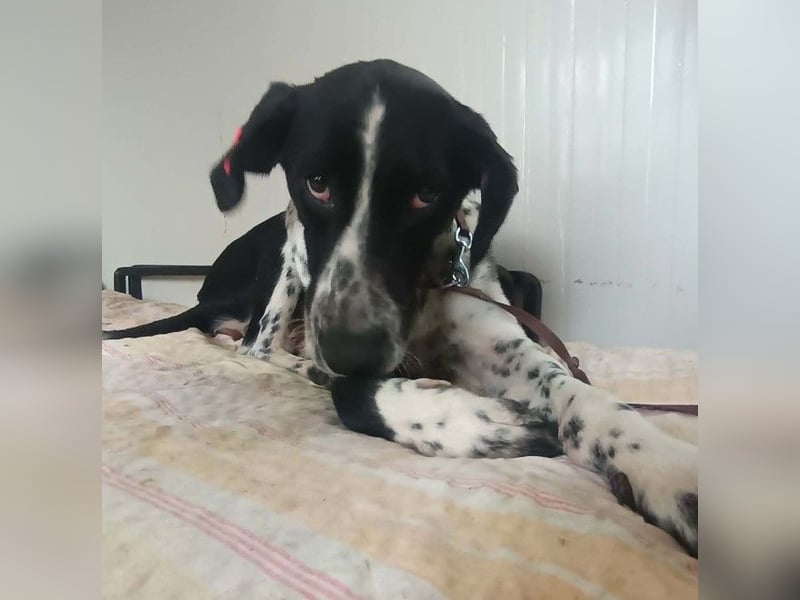 BELLA - intelligentes Mädchen wartet auf ihre Menschen