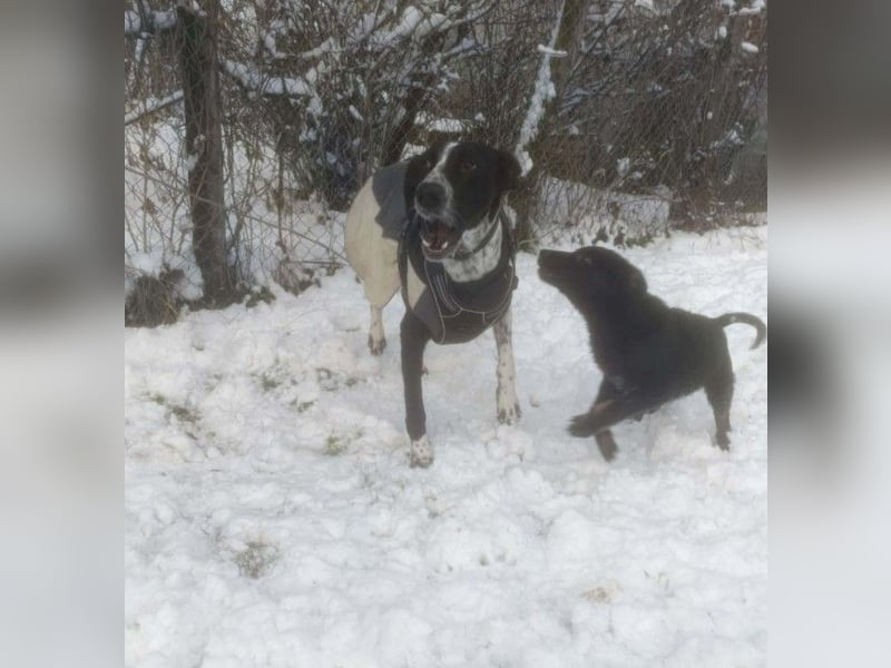 BELLA - intelligentes Mädchen wartet auf ihre Menschen