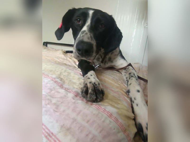 BELLA - intelligentes Mädchen wartet auf ihre Menschen