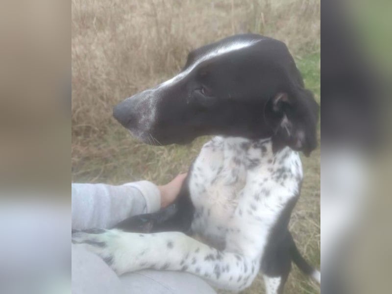 BELLA - intelligentes Mädchen wartet auf ihre Menschen