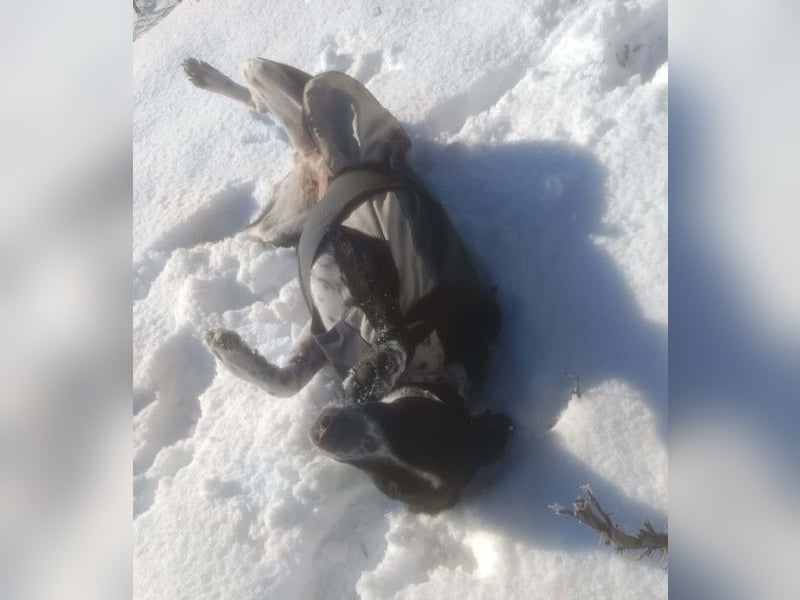 BELLA - intelligentes Mädchen wartet auf ihre Menschen