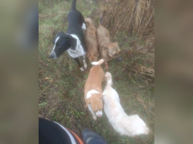 BELLA - intelligentes Mädchen wartet auf ihre Menschen