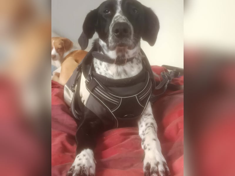 BELLA - intelligentes Mädchen wartet auf ihre Menschen