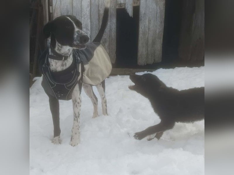 BELLA - intelligentes Mädchen wartet auf ihre Menschen