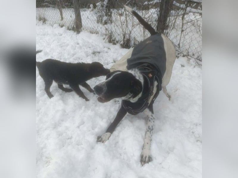 BELLA - intelligentes Mädchen wartet auf ihre Menschen