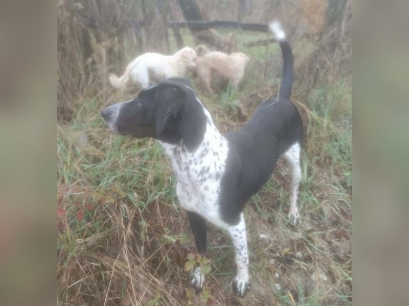 BELLA - intelligentes Mädchen wartet auf ihre Menschen